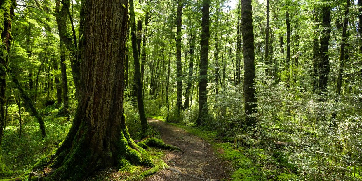 A sunlit forest path surrounded by tall trees.