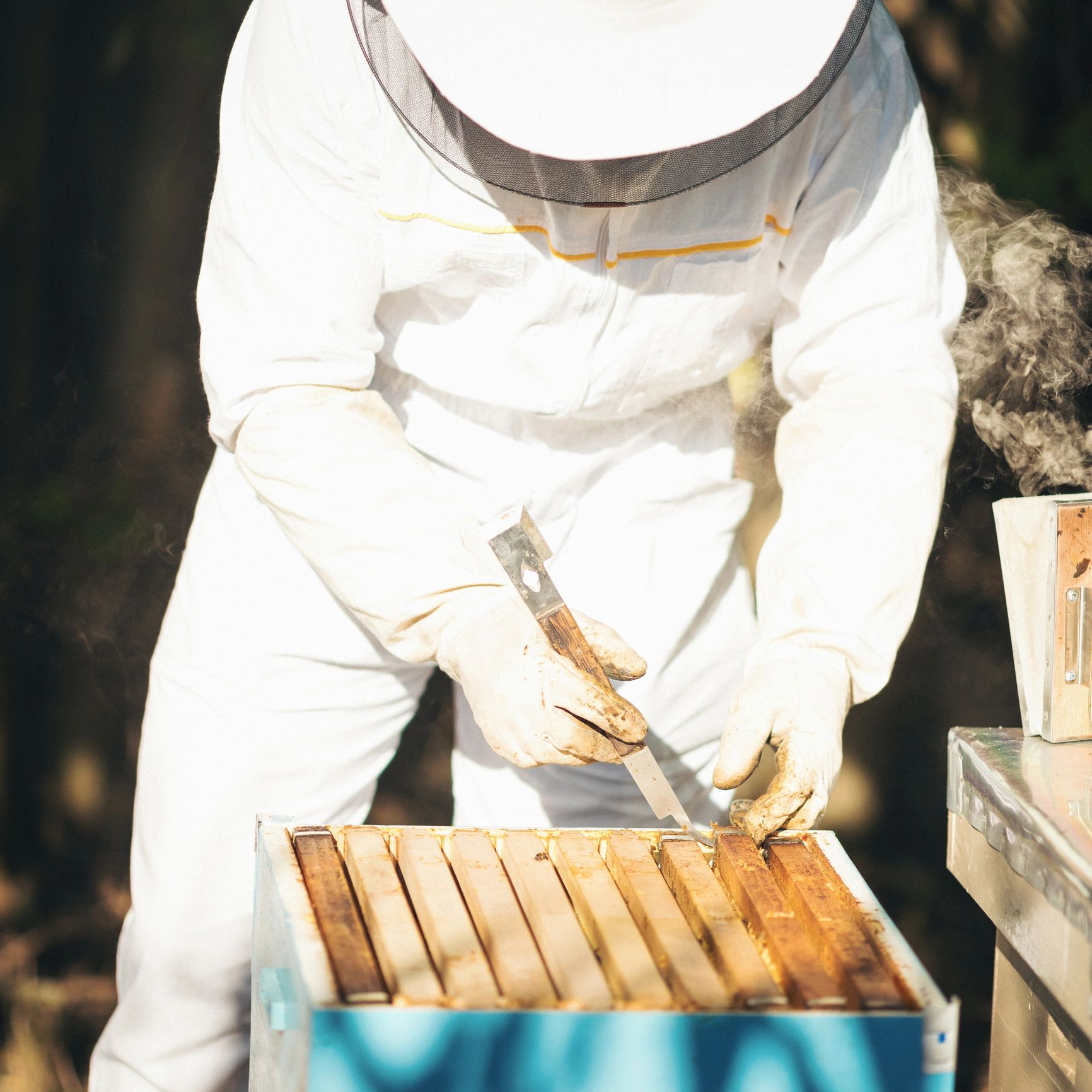 A beekeeper in protective gear managing beehive frames.