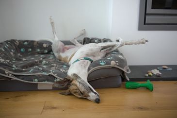 Dog lying upside down on a blanket.