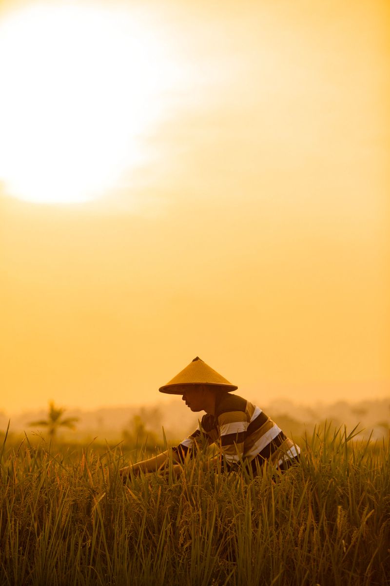 Asian farmer in rice field with mountain on the background in Cianjur District, West Java