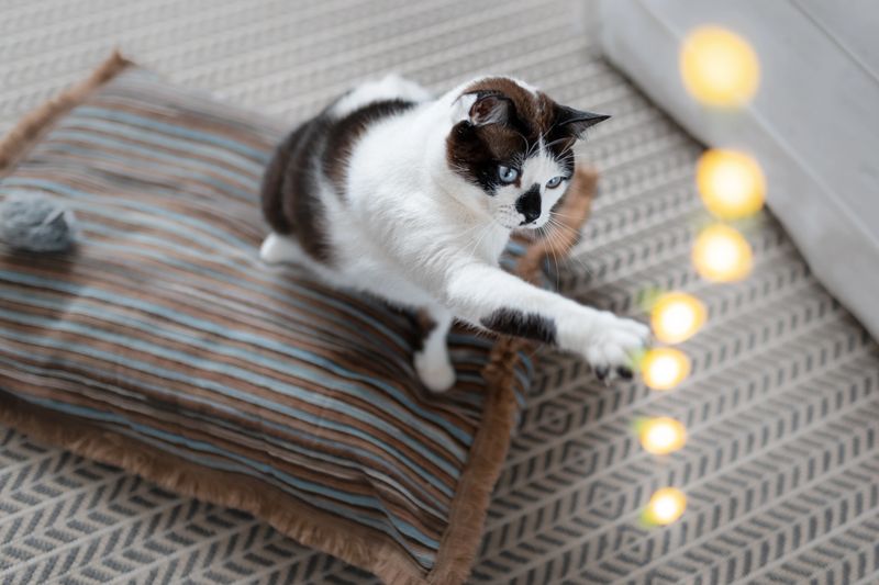domestic cats play with yellow led lights