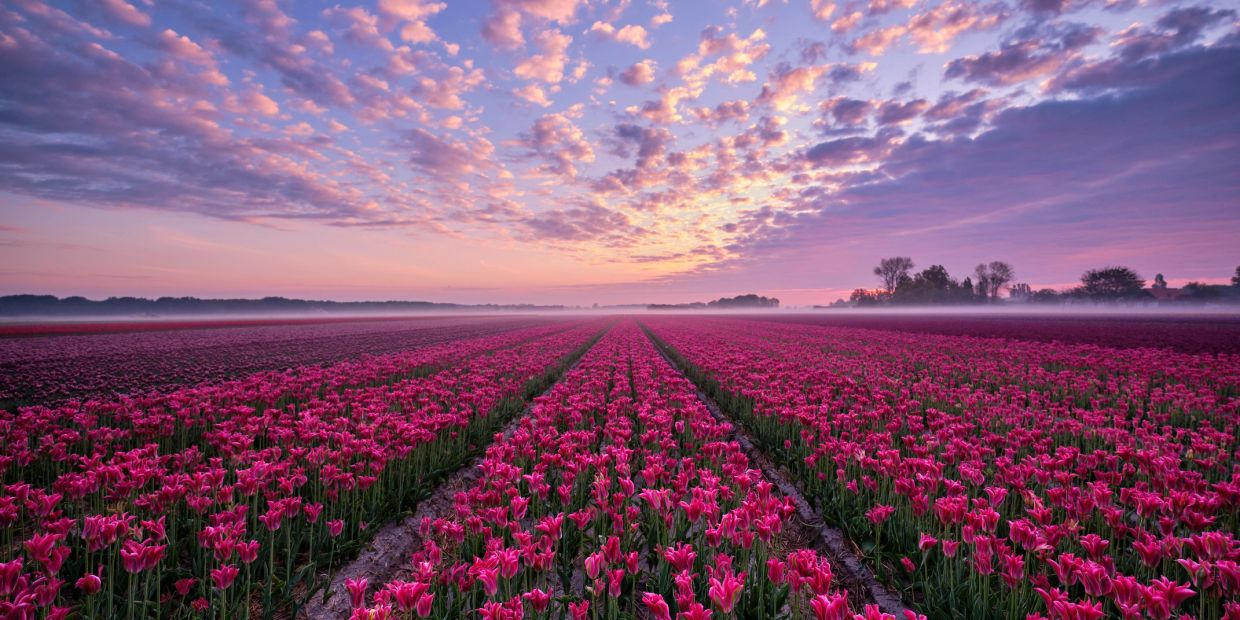 Vibrant tulip field under a colorful sunrise sky.