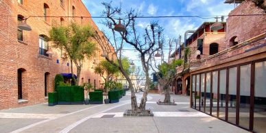 Outdoor courtyard with trees, brick buildings, and a clear blue sky.