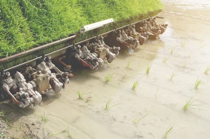 Rice Transplanter Machine Operating in the Field