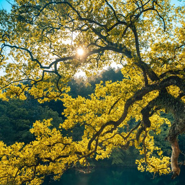 Sunlight filtering through vibrant yellow autumn leaves on a tree.