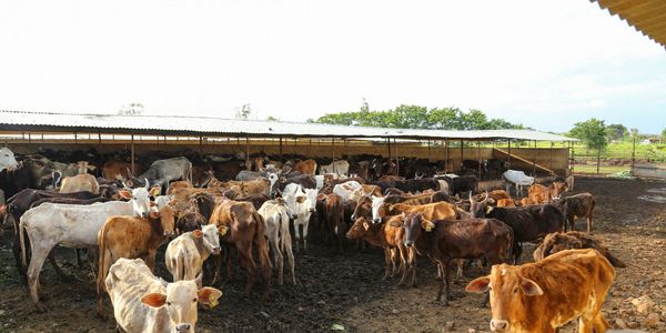 A large herd of cows gathered in a spacious outdoor pen with a shelter.