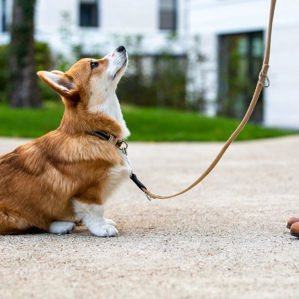 Corgi sitting attentively on a leash looking up at its owner.