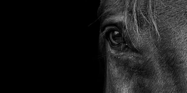Foto focada nos olhos de um cavalo preto, em fundo preto.