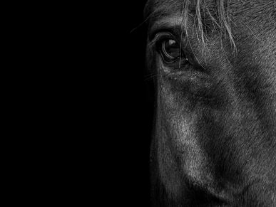 Close-up of a horse's eye in black and white.