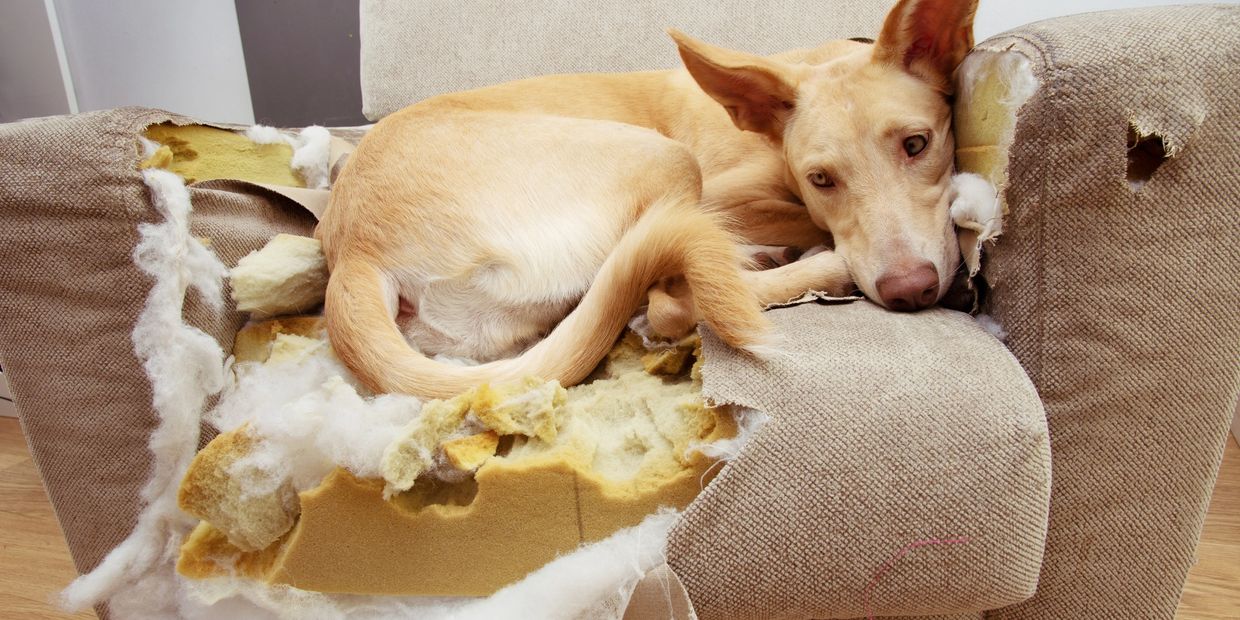 dog chewed sofa
