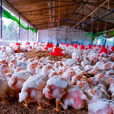 A large indoor poultry farm with many white chickens and red feeders.