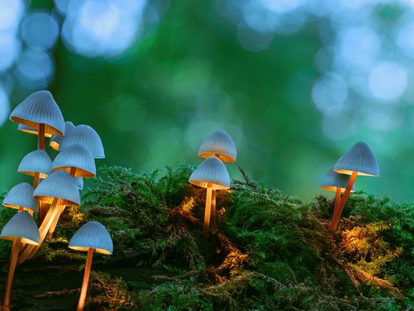 Group of mushrooms growing in the forest.