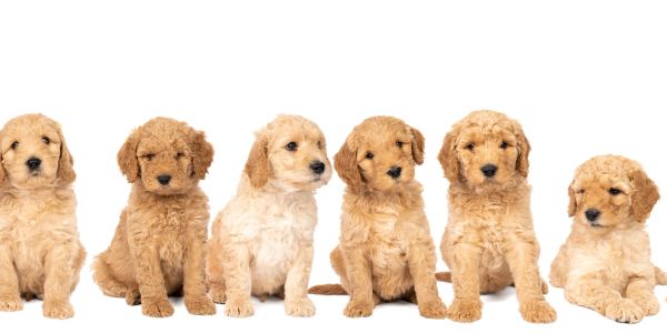 Six adorable golden doodle puppies sitting in a row.