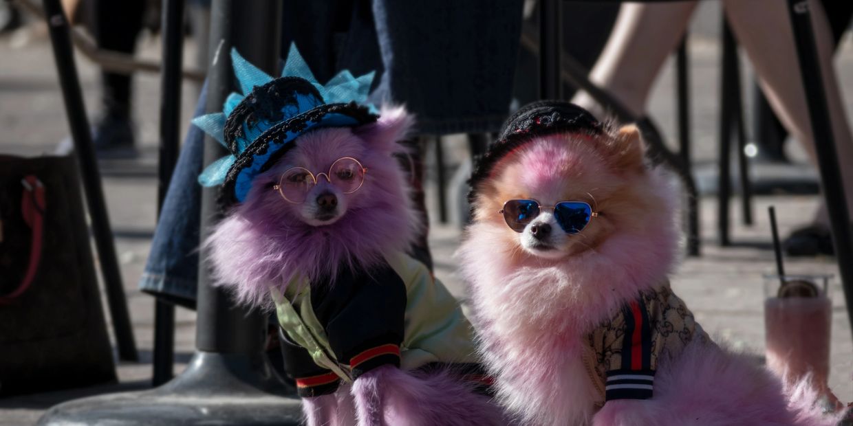 Two dogs dressed fashionably with pink fur and sunglasses.