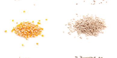 Two piles of different seeds on a white background.