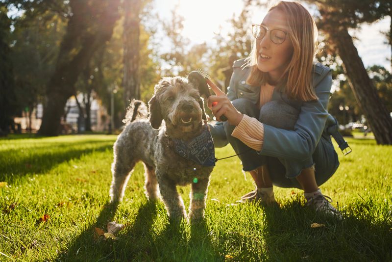 Lovely modern young woman having a fun time with her gray poodle dog at public park on a autumn day