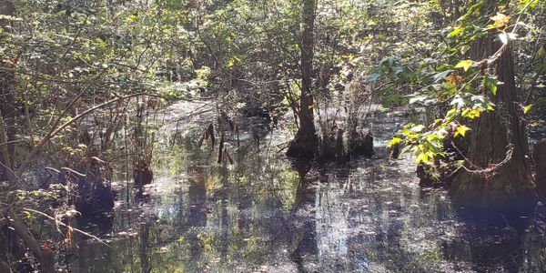 Sunlit swamp with trees and reflective water.