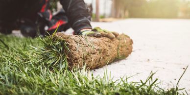 Person laying sod on a lawn with gloves in a sunny backyard.