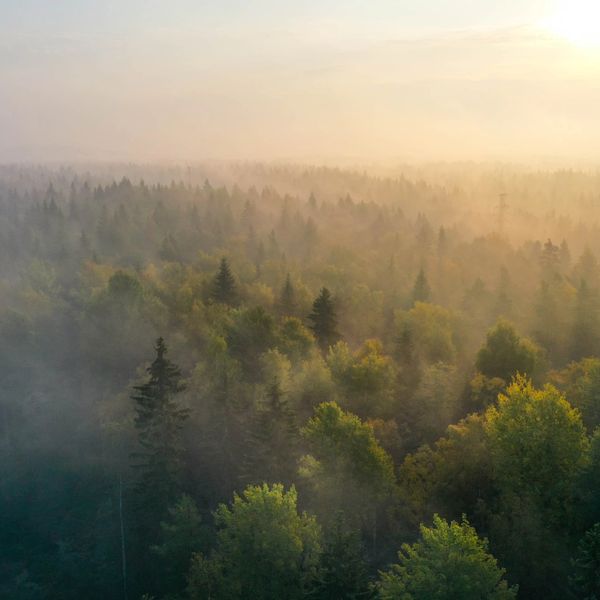 Misty forest in soft morning sunlight.