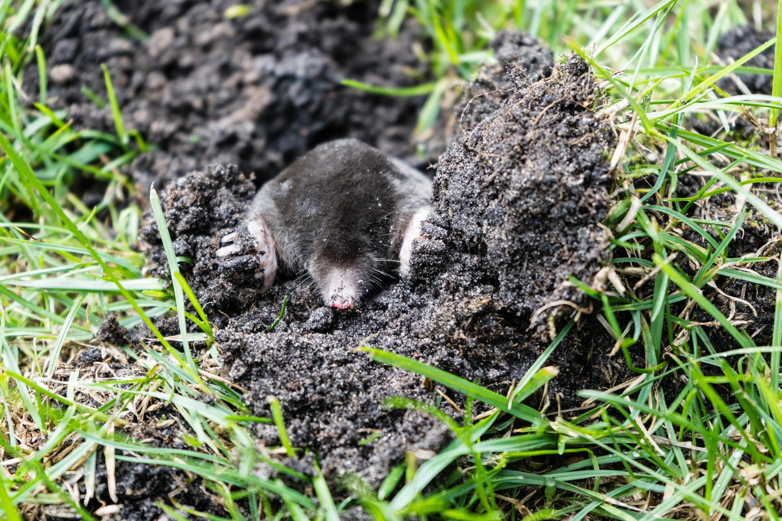 A mole emerging from the soil in a grassy area.