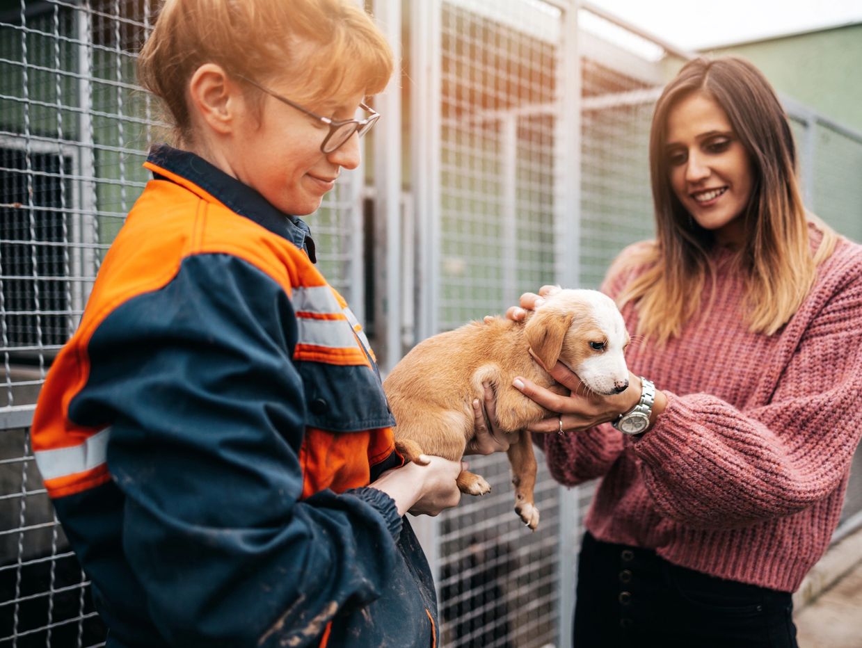 Meet Your Perfect Pet Match