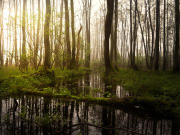 Sunlight filters through a misty forest with a reflective water body.