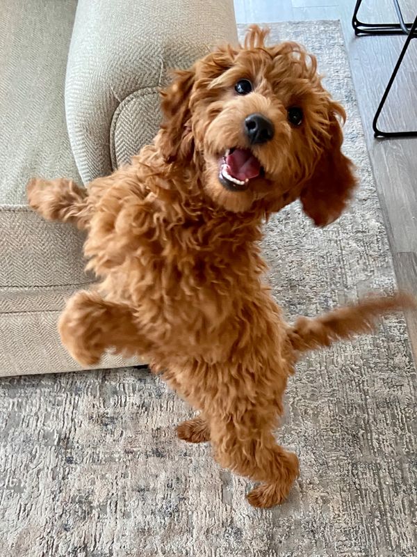 Playful curly brown dog standing on hind legs indoors.
