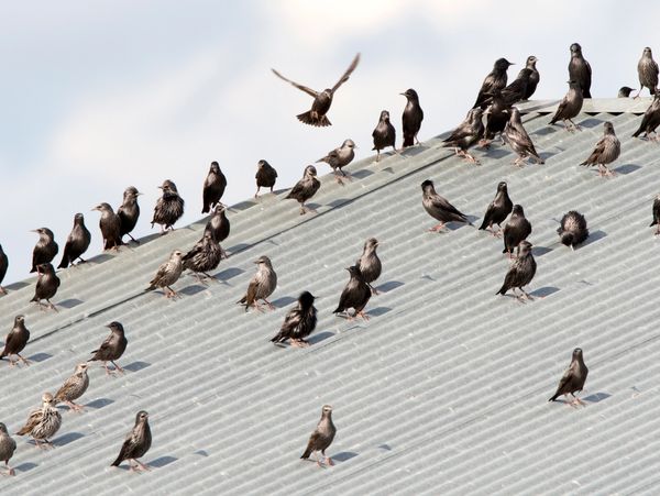 pigeons sitting on a slanted roof top