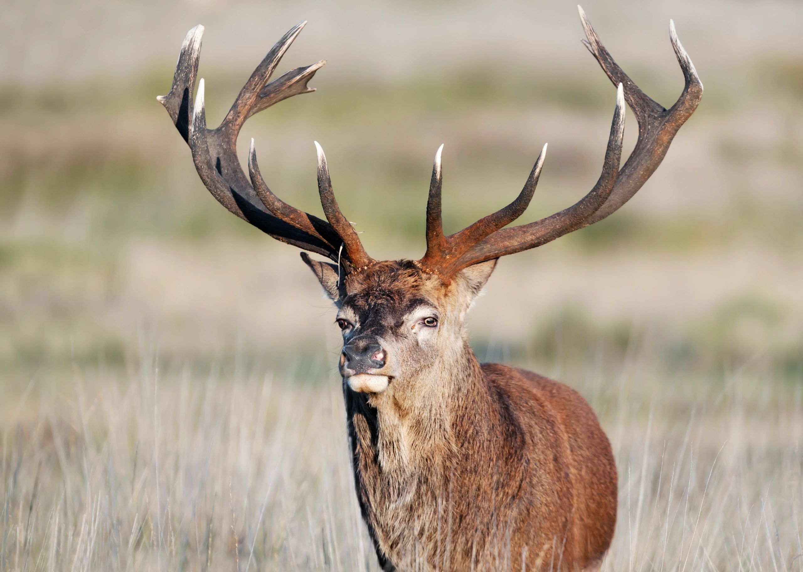ARGETINIAN RED STAG HUNTING