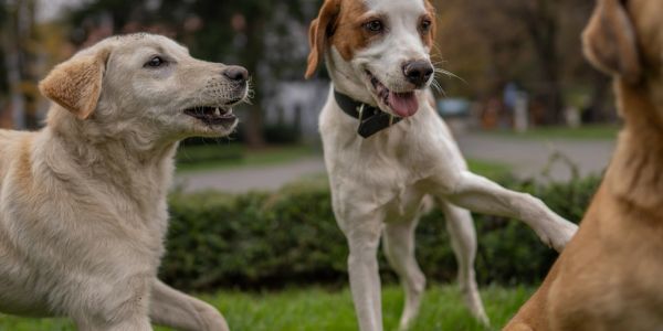 Three dogs playing outdoors on grass.