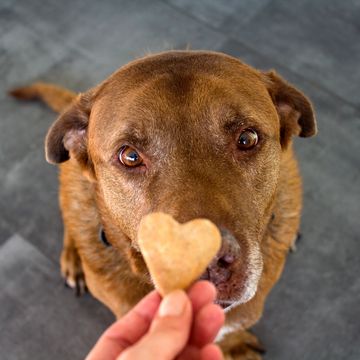 A brown dog gazes intently at a heart-shaped treat held in front of its nose.