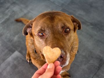 Dog treats heat brown dog daycare cookie