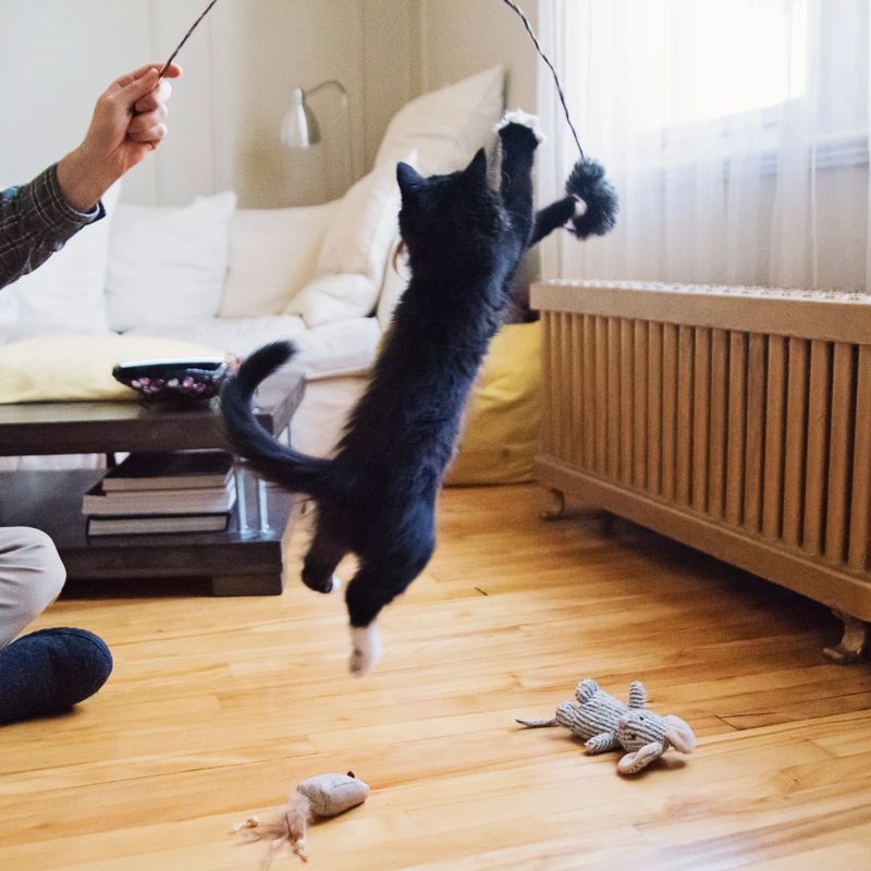 Very active 3 months kitten jumping with cat’s toys. It is a tuxedo cat with very furry hair. Square full length indoors shot with copy space and some motion blur.