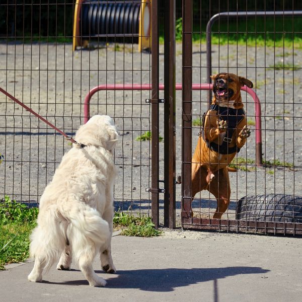 Two dogs separated by a metal fence, one barking, the other on a leash.