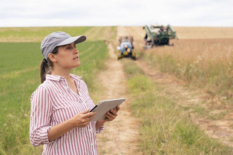 Harvesting season. Tractor working on the wheat field. Crop sprayer spraying the colza plants against insects. Agricultural Occupation.