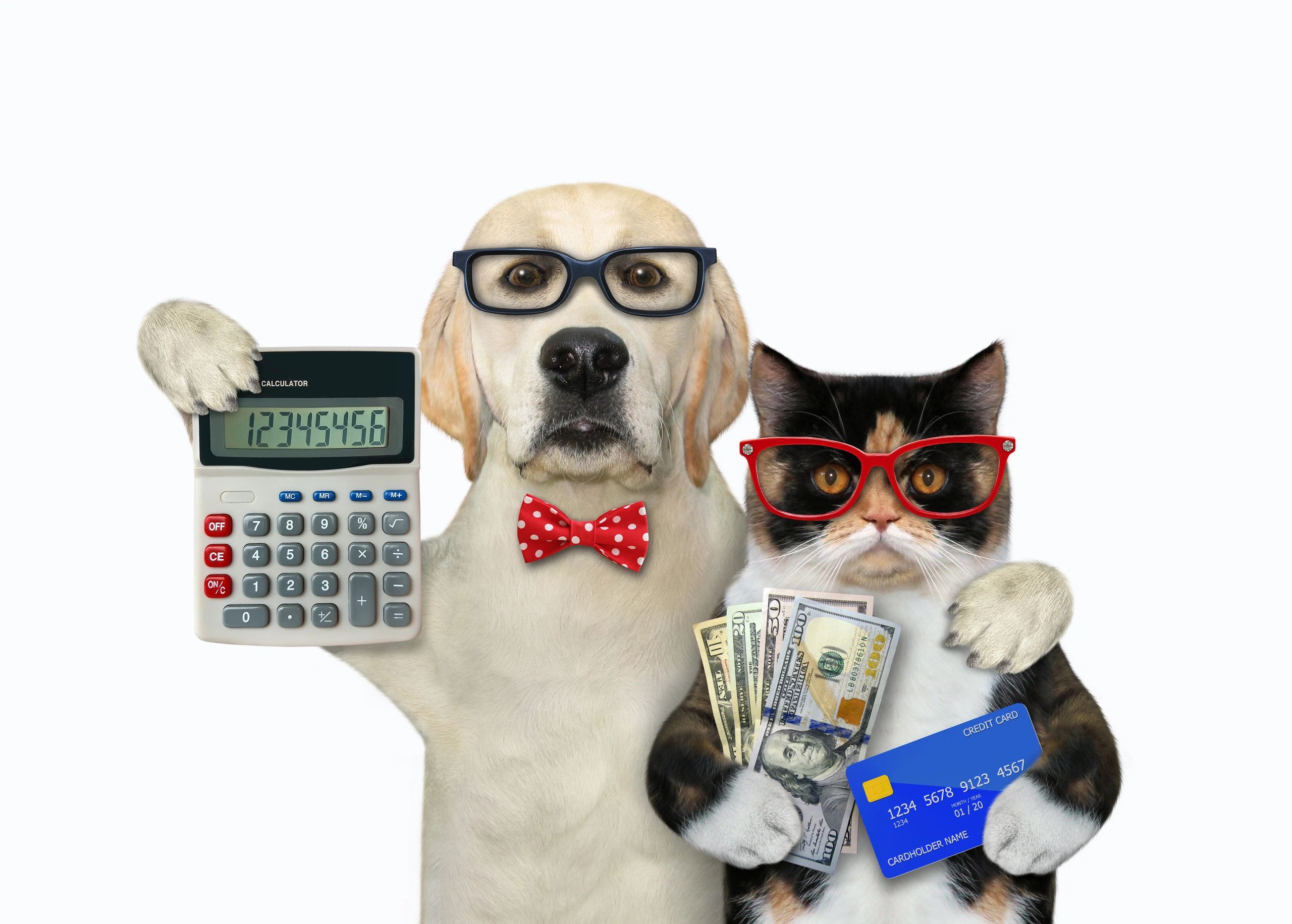 Dog and cat in glasses with calculator, money, and credit card.