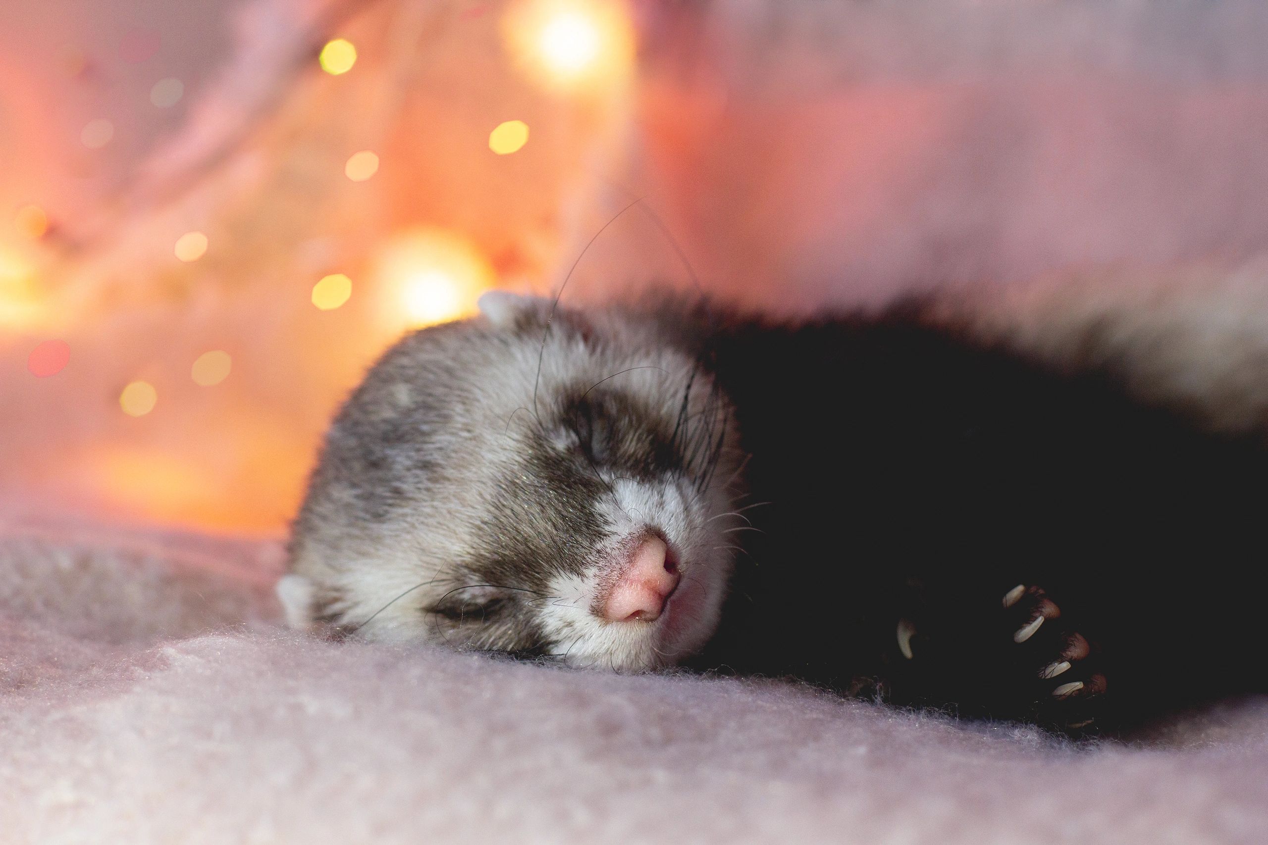 A ferret peacefully sleeping on a soft surface with warm lights in the background.