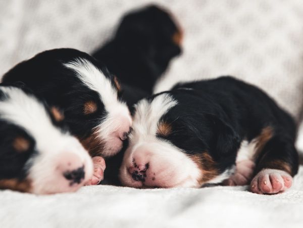 Three newborn puppies sleeping closely together on a soft surface.