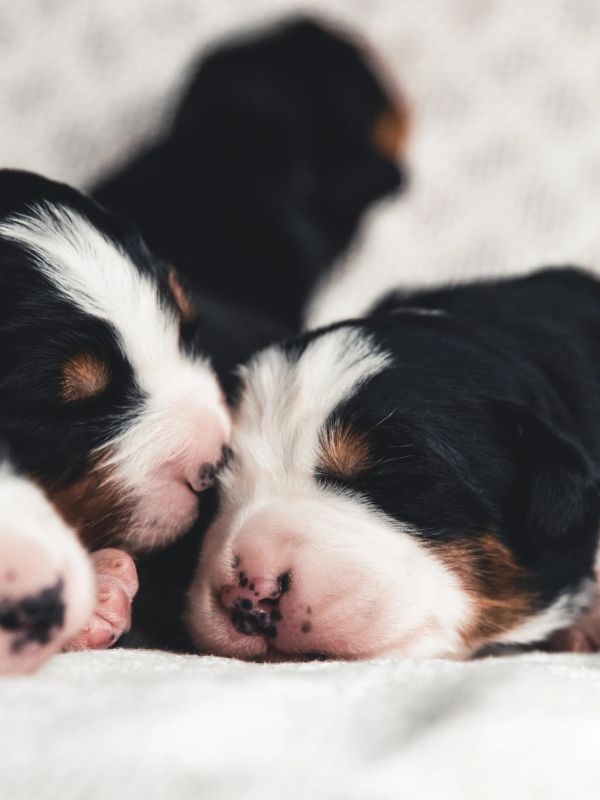 Three newborn puppies sleeping closely together on a soft surface.