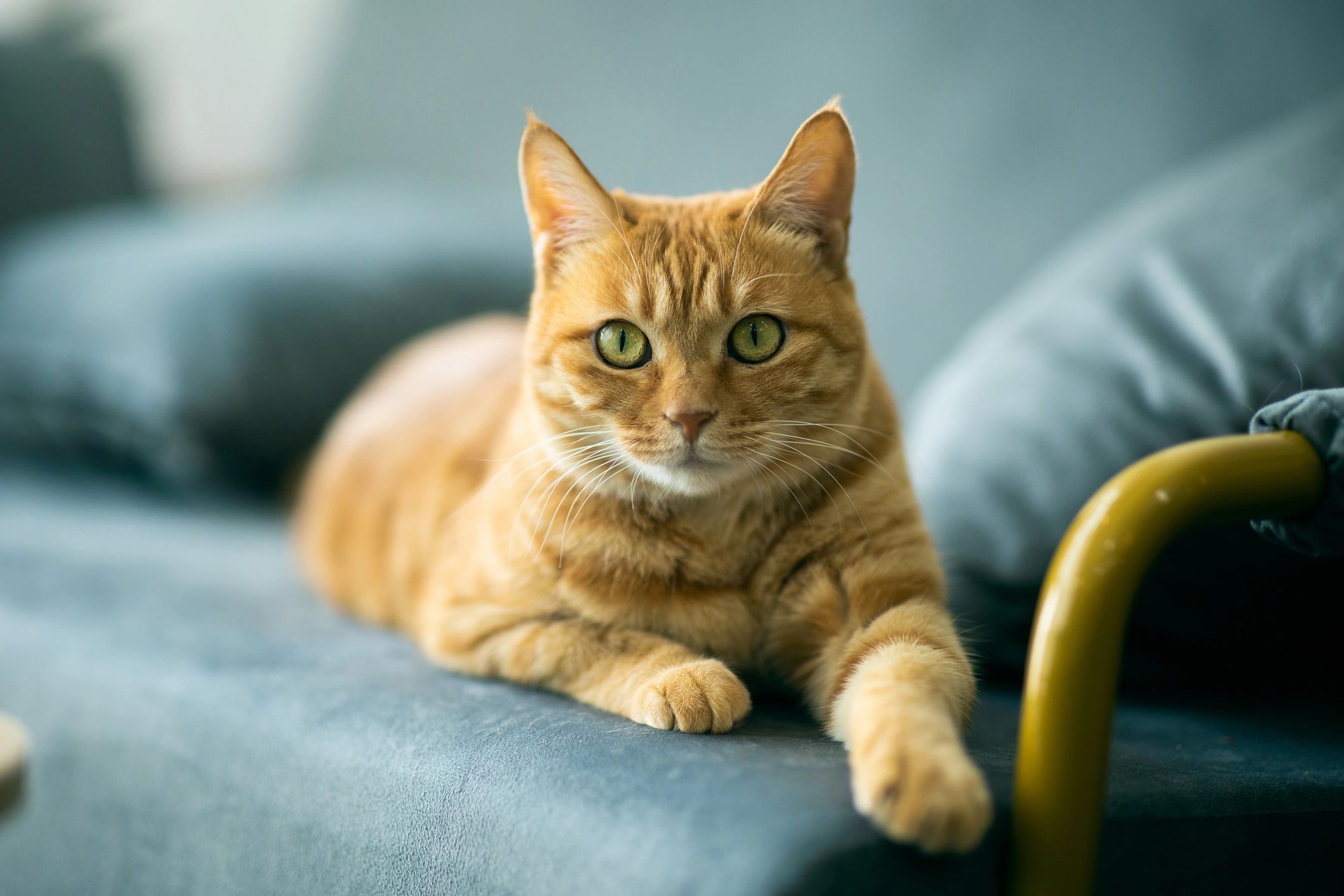 Ginger cat lounging on a blue couch with alert green eyes.