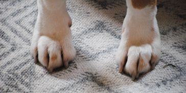 Close-up of a dog's paws on a carpet.