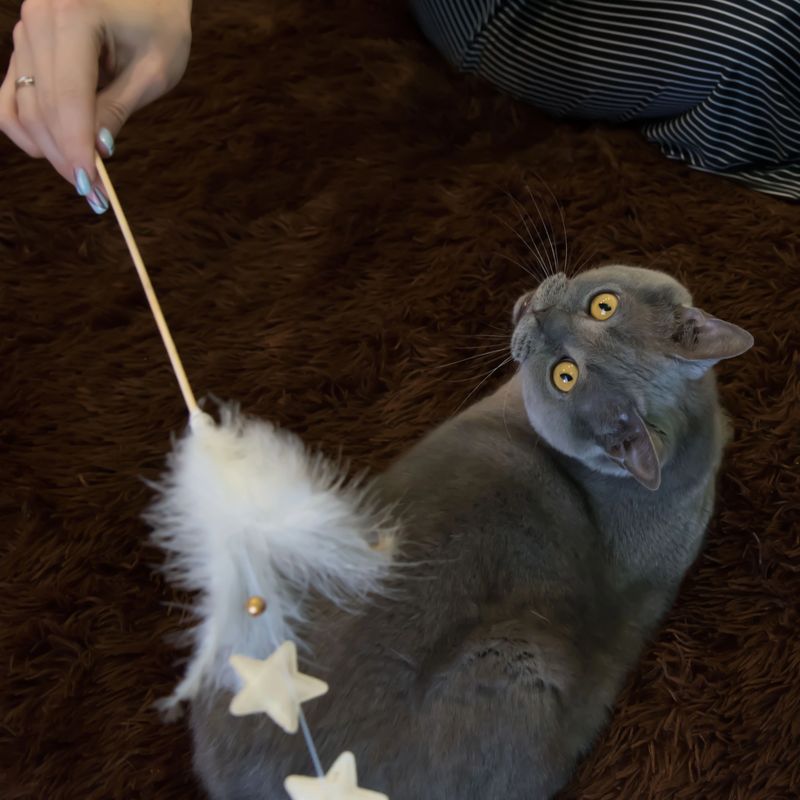 Grey british cat with yellow eye is looking up and watching feather in the woman hand