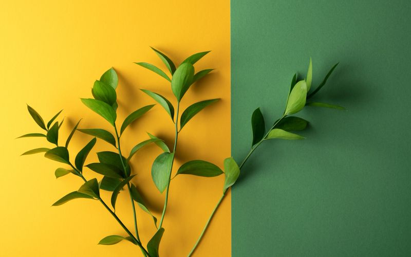 A green twigs on a colored background. Concept for design and postcards with space for text. Horizontal orientation, no people, copy space