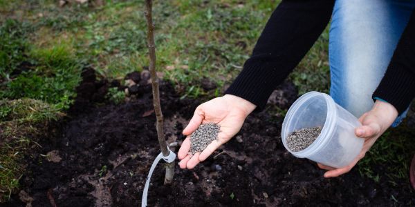 Person fertilizing a young tree.
