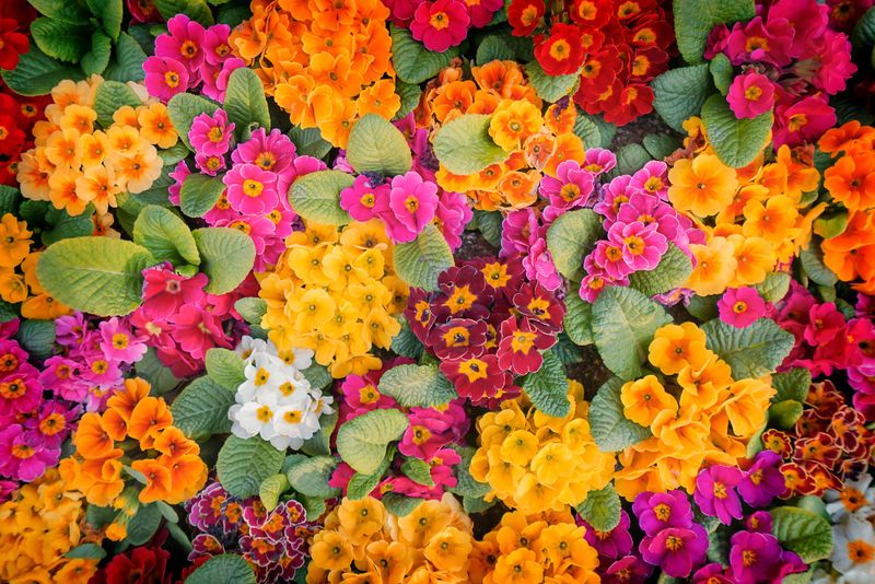 brightly colored Primula in sunlights