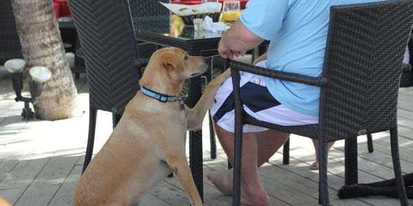 Service Dog at a Restaurant