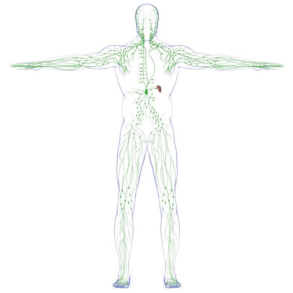 Human lymphatic system diagram in a standing pose.