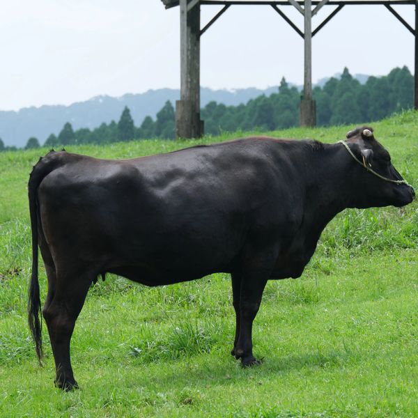 A black cow standing in a green field.