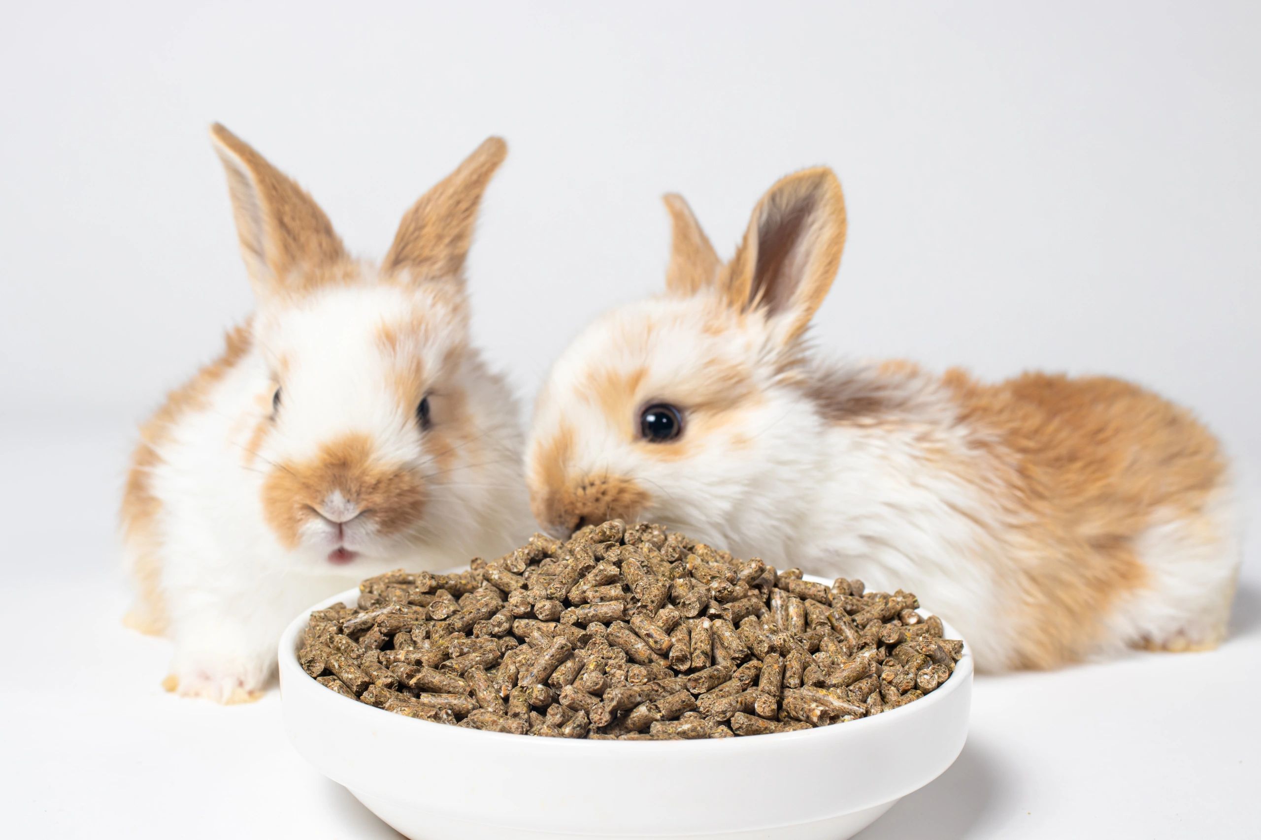 Two fluffy rabbits near a bowl of pellets on a white background.
