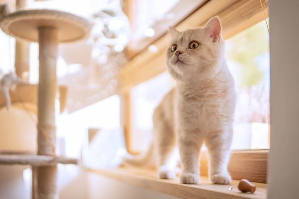 Cat standing on a windowsill indoors.